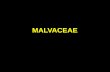 MALVACEAE - Moodle USP: e-Disciplinas
