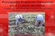 Principales Prácticas Culturales en el Cultivo de Fresa