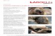 Lesiones costrosas y prurito en una Yorkshire Terrier