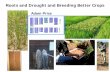 Roots and Drought and Breeding Better Crops