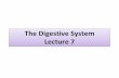 The Digestive System Lecture 6