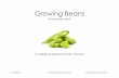 Growing Beans - kidcyber