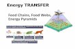 Food Chains, Food Webs, Energy Pyramids