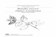 Randia moorei (Spiny Gardenia)