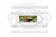 II. TINJAUAN PUSTAKA 2.1. Rosella (Hibiscus sabdariffia L ...