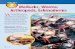 C: Chapter 2: Mollusks, Worms, Arthropods, and Echinoderms