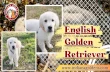 Attentive and Intelligent English Golden Retriever puppies - Indiana Goldens