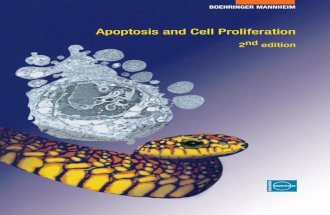 Apoptosis and Cell Proliferation