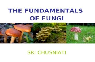 Dasar2 Fungi