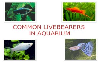 Common livebearers in aquarium