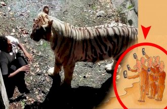 TIME to PARTY - White Tiger kills man in Delhi Zoo