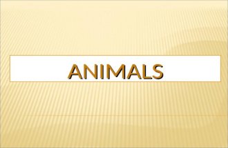 Animals (English)