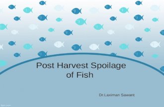 Post Harvest Spoilage of Fish
