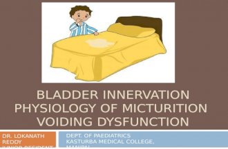 Bladder innervation, physiology of micturition