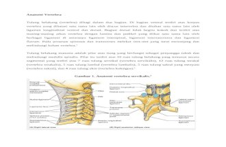 Anatomi Vertebra