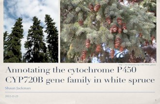 Annotating the cytochrome P450 CYP720B gene family in white spruce