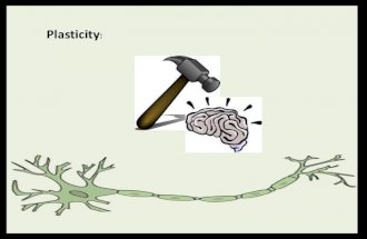 Neuroplasticity and related concepts in Cognition