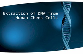 Extraction of DNA from human cheek cells