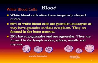 White blood cells in Blood
