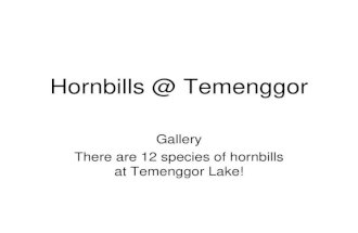 Hornbills @ Temenggor