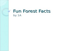 Fun Forest Facts