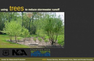 Using Trees To Reduce Stormwater Runoff