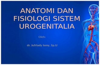 anatomi urogenetalia