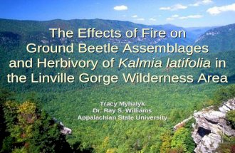 The Effects of Fire on Ground Beetle Assemblages and Herbivory of Kalmia latifolia in the Linville Gorge Wilderness Area Tracy Myhalyk Dr. Ray S. Williams.