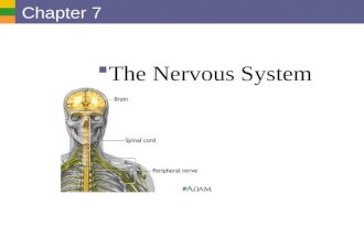 Copyright © 2006 Pearson Education, Inc., publishing as Benjamin Cummings Chapter 7 The Nervous System.