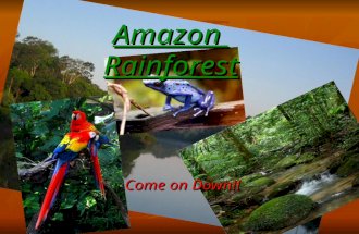 Amazon Rainforest Come on Down!!. Plants and animals of the Amazon The wildlife population of the Amazon is very diverse. You can find anything from a.