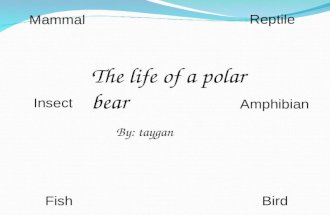 By: taygan The life of a polar bear Mammal Reptile BirdFish Insect Amphibian.