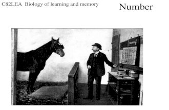 C82LEA Biology of learning and memory Number. What abilities are involved in numerical competence? 1) Relative numerosity discrimination 2) Absolute.