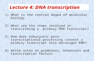 Lecture 4: DNA transcription 1) What is the central dogma of molecular biology 2) What are the steps involved in transcribing a primary RNA transcript?