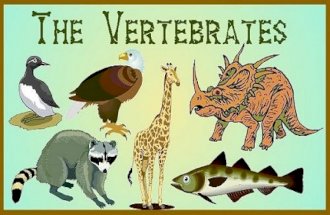 VERTEBRATES. YOU MUST KNOW… THE FOUR CHORDATE CHARACTERISTICS TRAITS WHICH DISTINGUISH EACH OF THE FOLLOWING GROUPS: CHONDRICHTHYES, OSTEICHTHYES, AMPHIBIA,
