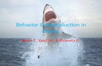 Behavior & Reproduction in Sharks Kevin T., Yazel M., & Rickeeta R.