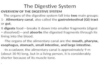 The Digestive System OVERVIEW OF THE DIGESTIVE SYSTEM The organs of the digestive system fall into two main groups: 1- Alimentary canal, also called the.