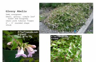 Glossy Abelia Semi evergreen Small, glossy, simple leaf. Green and burgundy small pink tubular flower 2 – 3 rounded shape shrub.