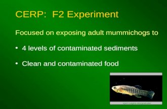 CERP: F2 Experiment Focused on exposing adult mummichogs to 4 levels of contaminated sediments Clean and contaminated food njwrri.rutgers.edu/graduate