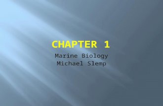 Marine Biology Michael Slemp. Named “elephant” because the nose of and adult male resembles an elephant’s trunk Found in the North Pacific During breeding.