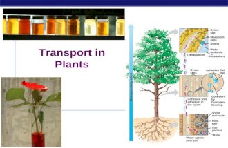 AP Biology 2006-2007 Transport in Plants AP Biology Transport in plants  H 2 O & minerals  transport in xylem  transpiration  evaporation, adhesion.