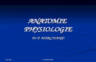 Juin 2008 P. MARCHAND ANATOMIE PHYSIOLOGIE Dr P. MARCHAND.