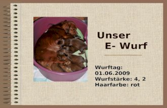 Unser E- Wurf Wurftag: 01.06.2009 Wurfstärke: 4, 2 Haarfarbe: rot.