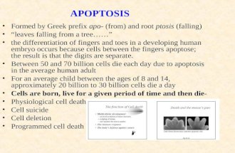 Apoptosis Lecture