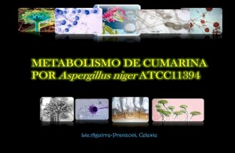 Metabolismo de Cumarina Por Aspergillus niger ATCC 11394