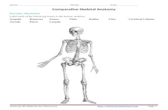 Comparative Skeletal System Anatomy Activity
