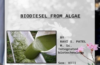 91-Biodiesel From Algae