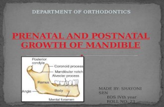Prenatal and postnatal growth of mandible
