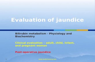 Liver Bilirubin Metabolism Jaundice