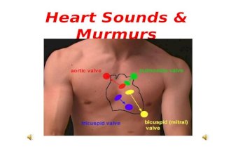 Heart Sounds And Murmurs