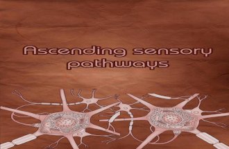 46139954 ascending-sensory-pathways